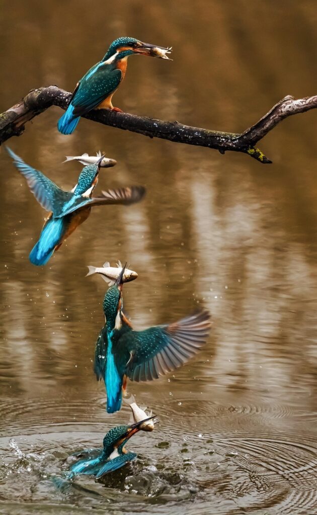 kingfisher, bird, fish, catch, lake, river, alcedo atthis, female bird, animal, wildlife, wings, feathers, plumage, fauna, nature, kingfisher, kingfisher, kingfisher, kingfisher, bird, fish, fish, fish, fish, fish, river, nature