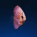 Close-up of a vibrantly colored discus fish swimming gracefully in aquatic depths.
